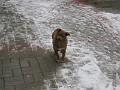 20121209_Porc_CS (57)